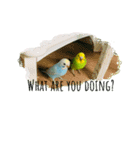 my little bird 2（個別スタンプ：12）