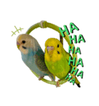my little bird 2（個別スタンプ：16）