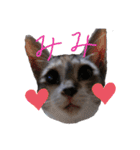 ねこスタンプ ～みみ～（個別スタンプ：1）