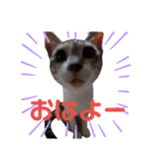 ねこスタンプ ～みみ～（個別スタンプ：2）