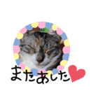 ねこスタンプ ～みみ～（個別スタンプ：4）