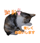 ねこスタンプ ～みみ～（個別スタンプ：10）