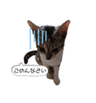 ねこスタンプ ～みみ～（個別スタンプ：11）
