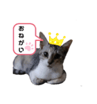 ねこスタンプ ～みみ～（個別スタンプ：15）