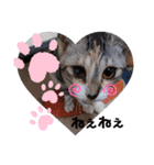 ねこスタンプ ～みみ～（個別スタンプ：17）