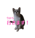 ねこスタンプ ～みみ～（個別スタンプ：18）