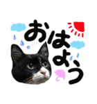 うちのユニークネコちゃんたち（個別スタンプ：1）