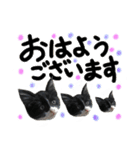 うちのユニークネコちゃんたち（個別スタンプ：2）