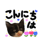 うちのユニークネコちゃんたち（個別スタンプ：3）