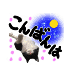 うちのユニークネコちゃんたち（個別スタンプ：4）