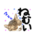 うちのユニークネコちゃんたち（個別スタンプ：7）