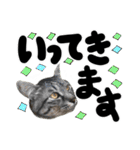 うちのユニークネコちゃんたち（個別スタンプ：9）