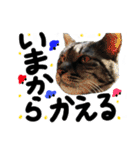 うちのユニークネコちゃんたち（個別スタンプ：12）