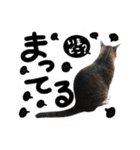 うちのユニークネコちゃんたち（個別スタンプ：13）