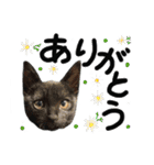 うちのユニークネコちゃんたち（個別スタンプ：16）