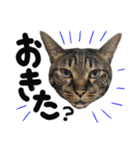 うちのユニークネコちゃんたち（個別スタンプ：19）