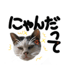 うちのユニークネコちゃんたち（個別スタンプ：20）