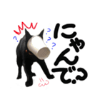 うちのユニークネコちゃんたち（個別スタンプ：21）