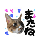 うちのユニークネコちゃんたち（個別スタンプ：23）