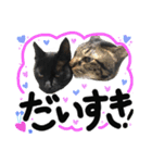 うちのユニークネコちゃんたち（個別スタンプ：24）