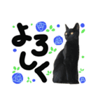 うちのユニークネコちゃんたち（個別スタンプ：26）