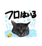 うちのユニークネコちゃんたち（個別スタンプ：30）