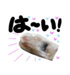 うちのユニークネコちゃんたち（個別スタンプ：31）