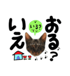 うちのユニークネコちゃんたち（個別スタンプ：33）