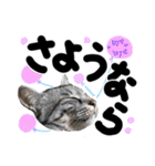 うちのユニークネコちゃんたち（個別スタンプ：39）