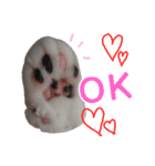 ねこのてスタンプ～みみ～（個別スタンプ：1）