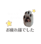 ねこのてスタンプ～みみ～（個別スタンプ：4）
