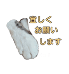 ねこのてスタンプ～みみ～（個別スタンプ：5）
