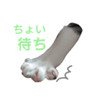 ねこのてスタンプ～みみ～（個別スタンプ：9）