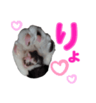 ねこのてスタンプ～みみ～（個別スタンプ：13）