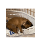 むぎむぎと申します。（個別スタンプ：1）