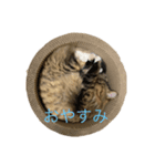 ネコのどぐやん 2（個別スタンプ：8）