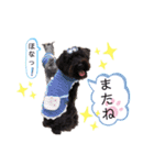シュナウザー(シェニー＆フェアリー)（個別スタンプ：3）