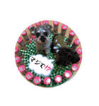 シュナウザー(シェニー＆フェアリー)（個別スタンプ：4）