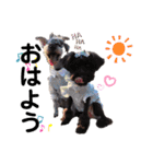 シュナウザー(シェニー＆フェアリー)（個別スタンプ：7）