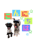 シュナウザー(シェニー＆フェアリー)（個別スタンプ：9）