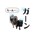 シュナウザー(シェニー＆フェアリー)（個別スタンプ：11）