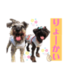シュナウザー(シェニー＆フェアリー)（個別スタンプ：15）