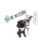 シュナウザー(シェニー＆フェアリー)（個別スタンプ：16）