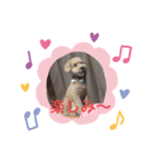 愛犬ココちゃんのスタンプ（個別スタンプ：1）