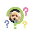 愛犬ココちゃんのスタンプ（個別スタンプ：3）