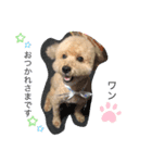 愛犬ココちゃんのスタンプ（個別スタンプ：4）