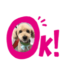 愛犬ココちゃんのスタンプ（個別スタンプ：6）
