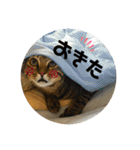 ちまきとあずき（個別スタンプ：4）