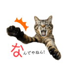 ちまきとあずき（個別スタンプ：16）