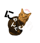 ちまきとあずき（個別スタンプ：17）